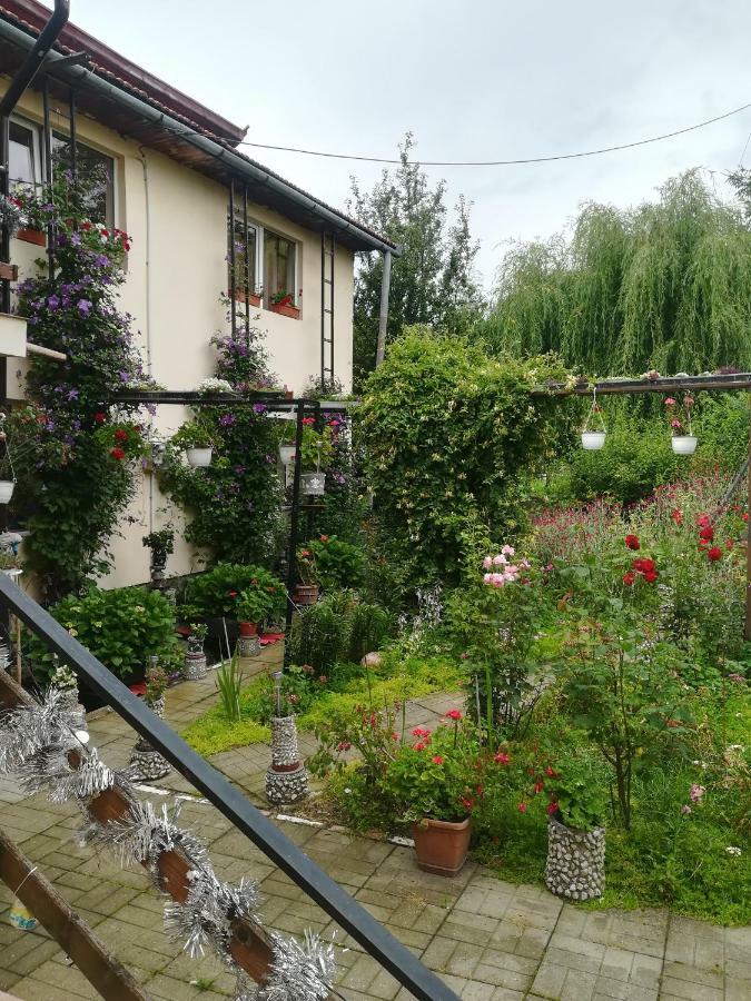 Casa Bradul Verde Bran  Exteriör bild