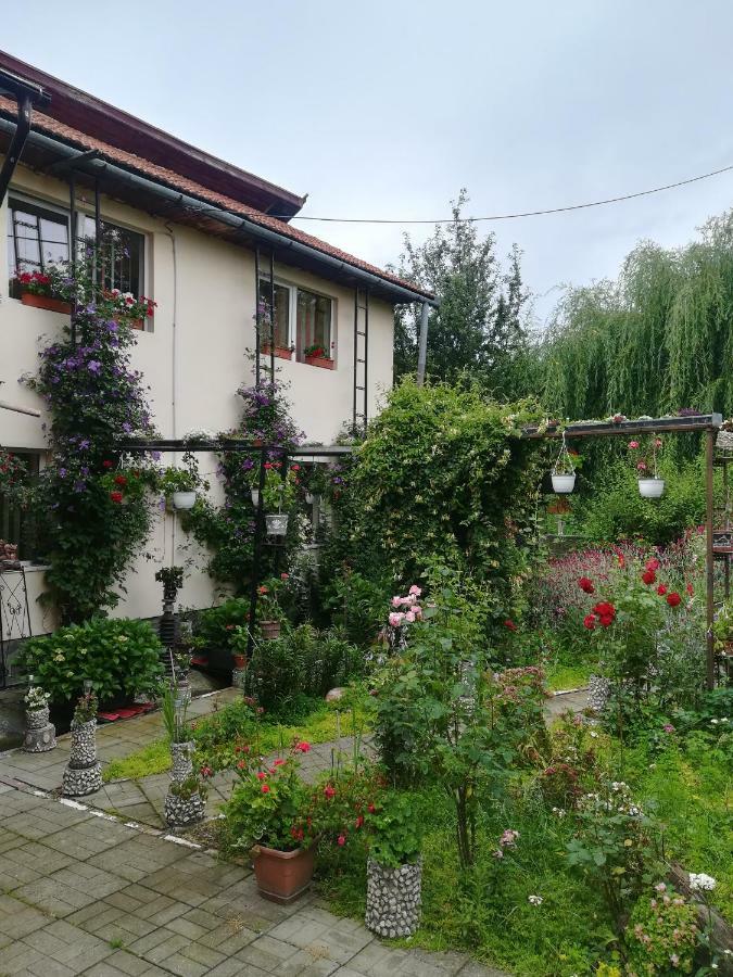 Casa Bradul Verde Bran  Exteriör bild