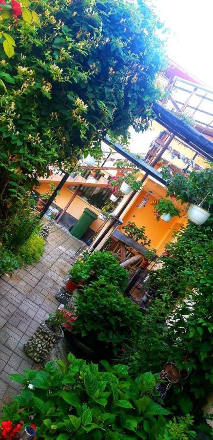 Casa Bradul Verde Bran  Exteriör bild
